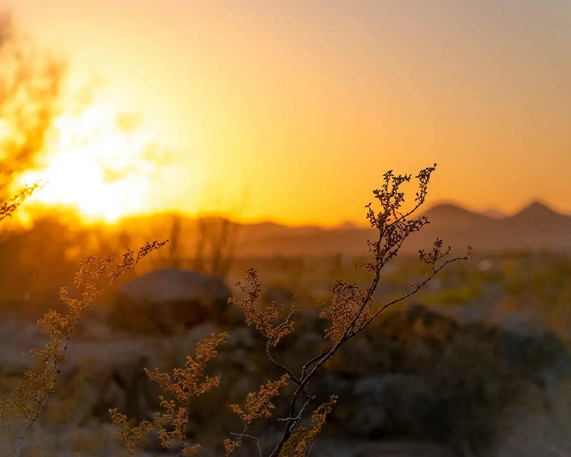 sunset arizona
