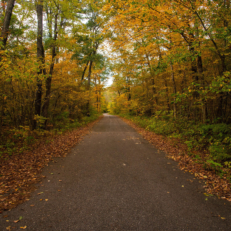 tunnel of fall trees over path
